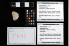 Foto (Objekt + Etikett) von Galatheoidea indet.  (NHMW-GEO-2014-0194-0620)